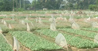 সবজির চারা চাষে সফল যশোরের কৃষক